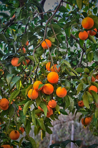 Arancio fresco su albero di ramo — Foto Stock