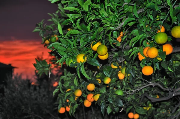 Highlight of ripe sweet orange close seup with red sky sunset — стоковое фото