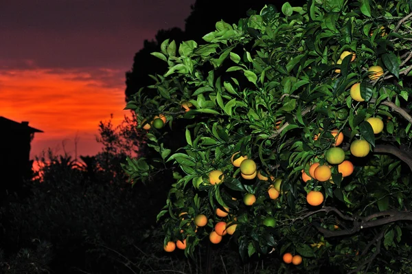 Изображение спелых сладких апельсинов крупным планом на закате — стоковое фото