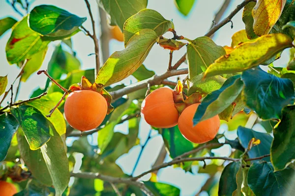 Japonka persimmon drzewo, kaki — Zdjęcie stockowe