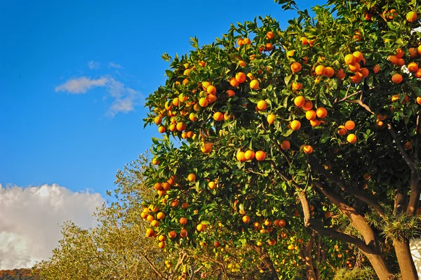 Спелые апельсины. на дереве — стоковое фото