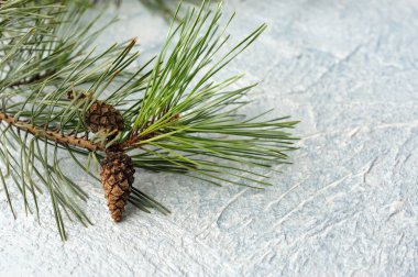 Çamın dalları kış kabartma arka planda