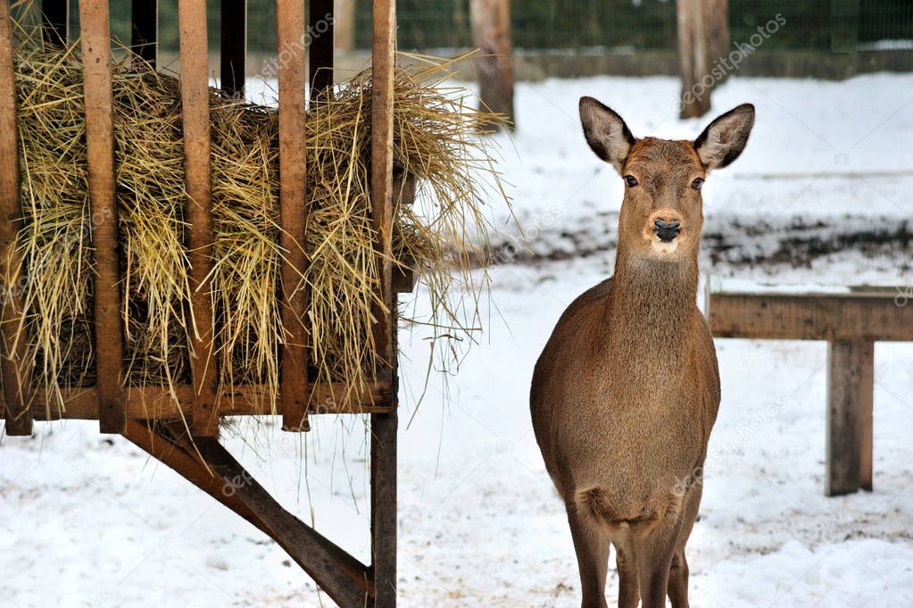roe deer near rack in Reserve Bialowieza Forest