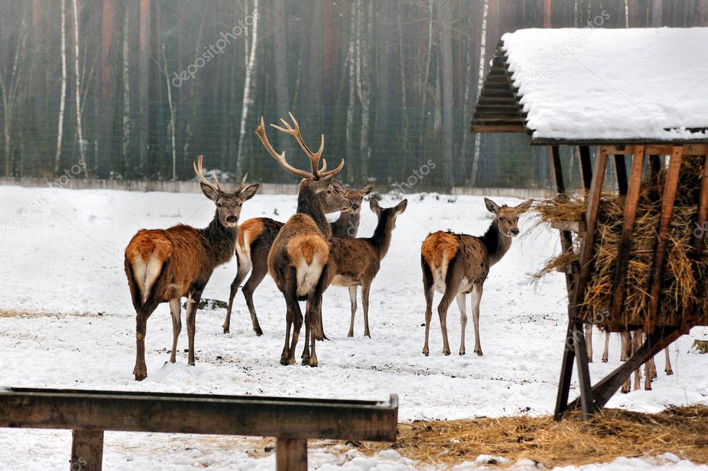 A deer herd in fields winter