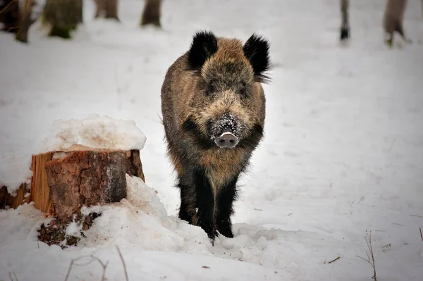 Rezerv Bialowieza ormandaki kış ormanında yaban domuzu