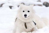 Bílý sibiřský husky vleže na sněhu