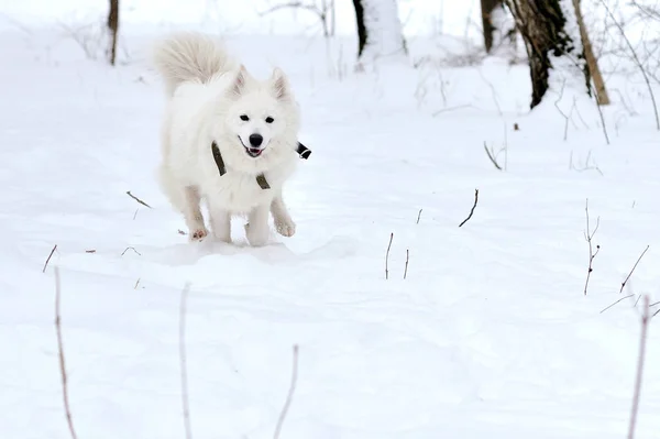 Vit Siberian Husky köra på snö — Stockfoto