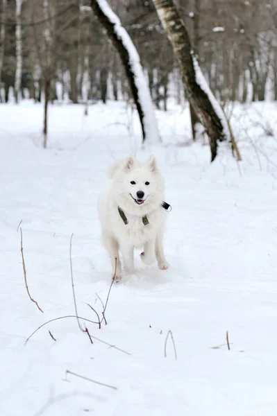 Vit Siberian Husky köra på snö — Stockfoto