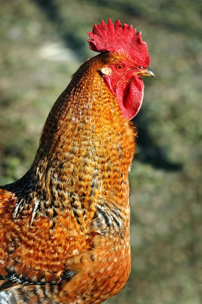 Portrait of colorful rooster outdoor in village — Stock Photo, Image