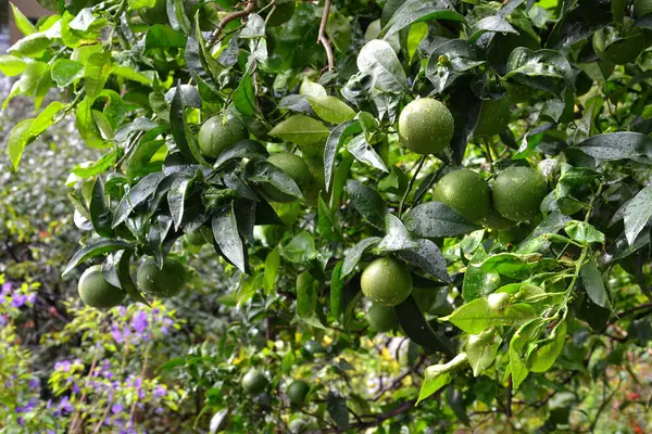Внешний снимок зеленого мандаринового дерева — стоковое фото
