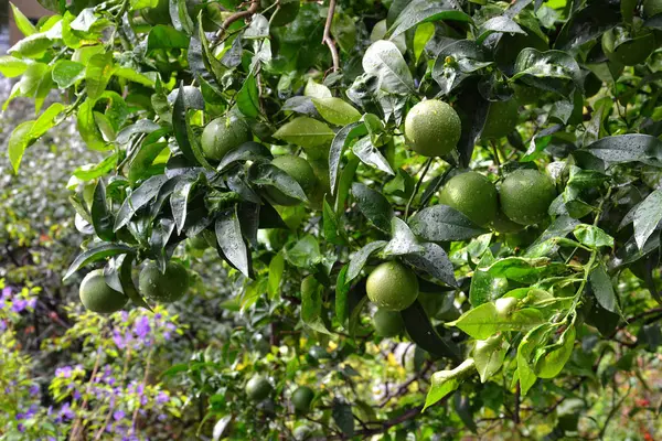 Outdoors shot of green tangerine tree — Stock Photo, Image