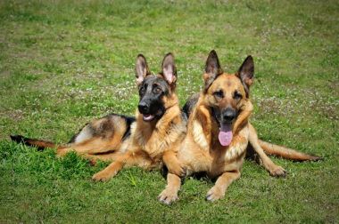 ve çim üzerinde oturan eski Alman çoban köpek