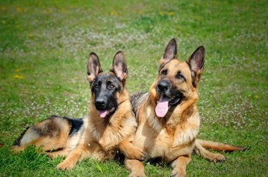 annesiyle çimenlerin üzerinde oturan genç Alman çoban köpeği