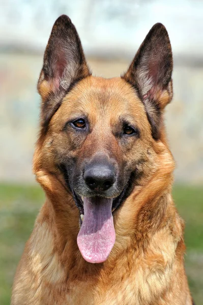 Portret dorosłych shepherd dog niemiecki — Zdjęcie stockowe