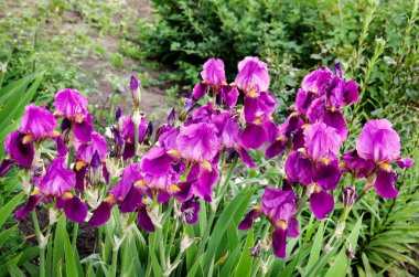 Bahçede Güzel Mor irises