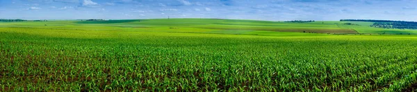 Панорамное поле кукурузных культур — стоковое фото