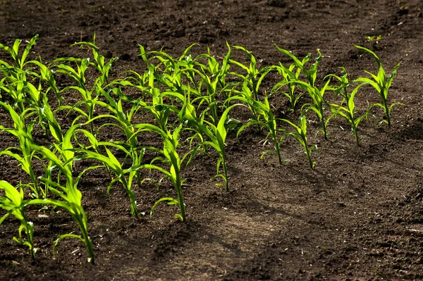 Green shoots of young corn field — Stock Photo, Image