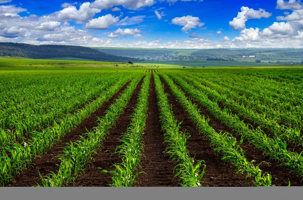 Blick auf die Reihen junger Maiskeime auf dem Feld — Stockfoto