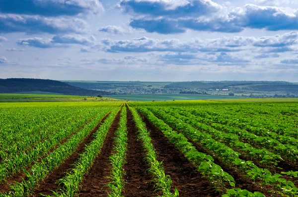 Germogli di mais sul campo con cielo blu — Foto Stock