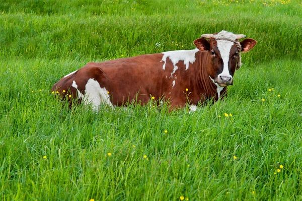 Vaca manchada descansando na grama verde — Fotografia de Stock