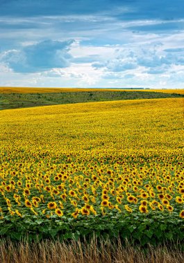 Ayçiçeği alan bulutlar ile