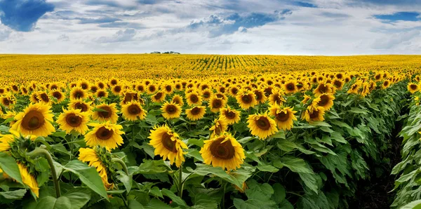 Ayçiçeği tarlası harika panoramik görüntüsü