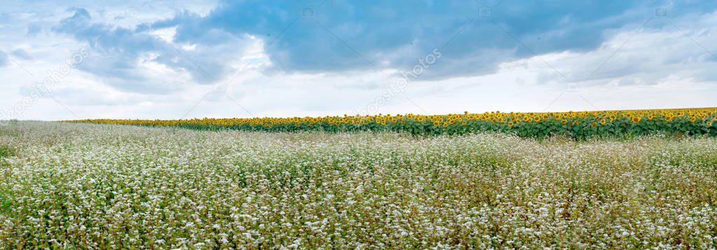 panoramic view of flowered buckwheat