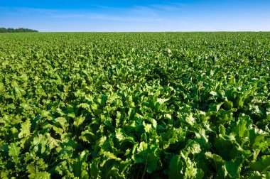 Şeker pancarı alanındaki parlak yeşil yaprakları