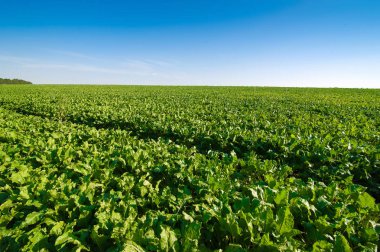 Şeker pancarı yeşil yaprakları mavi gökyüzü ile alanında