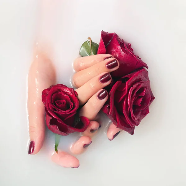 Женские руки с маникюром в молоке держат розы — стоковое фото