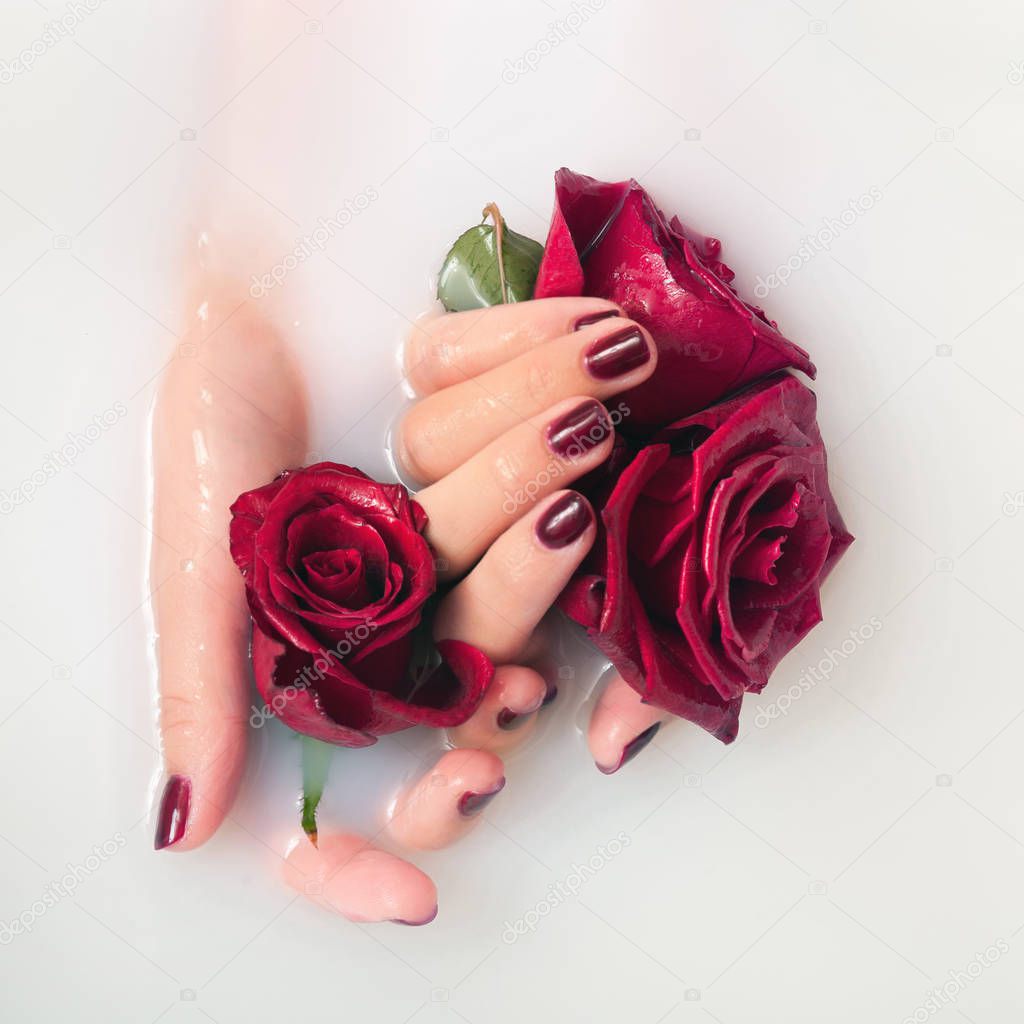 Womens hands with manicure in milk hold roses