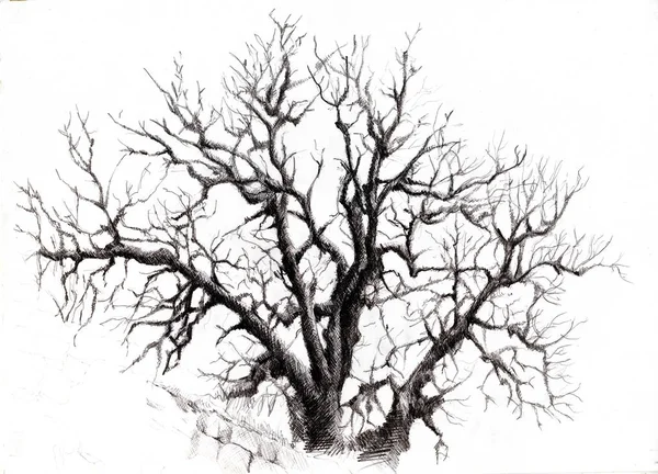 Télen faágak, fekete toll grafikai munkái — Stock Fotó
