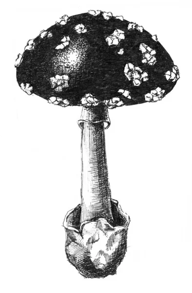 Fly agaric, non-edible poisonous forest mushrooms art sketch ill — Stock Photo, Image