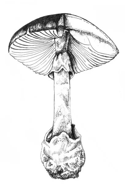 Mucha agaric, niejadalne trujące grzyby leśne sztuka skecz chory — Zdjęcie stockowe