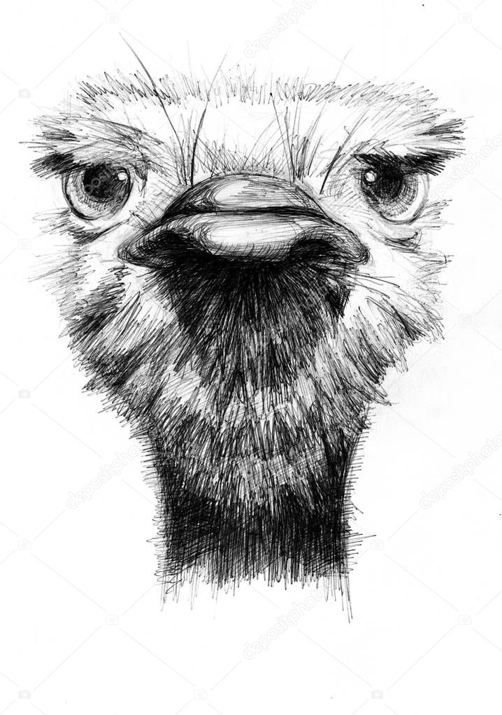 young ostrich head closeup, drawing illustration with ballpoint pen