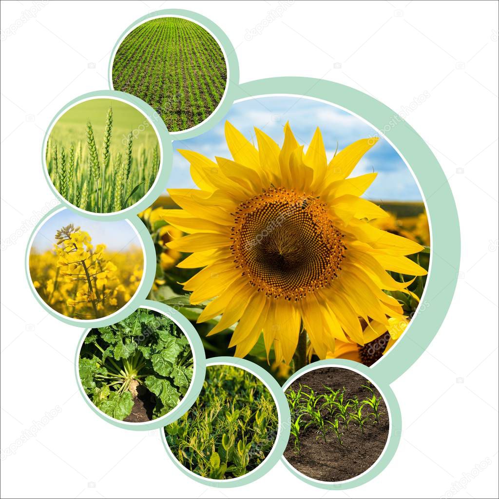 Individual  circle design for agrarian theme with photo