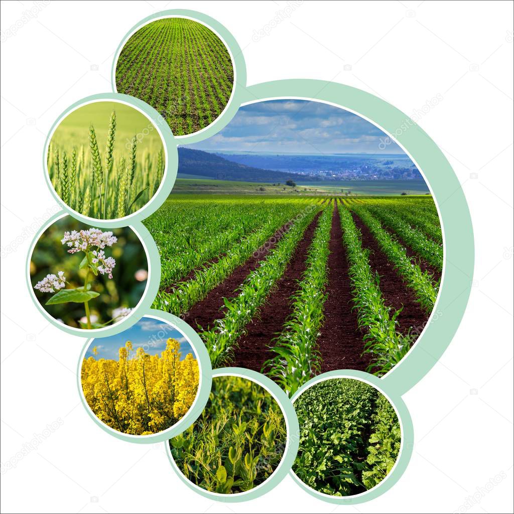 Individual circle design for agrarian theme with photo