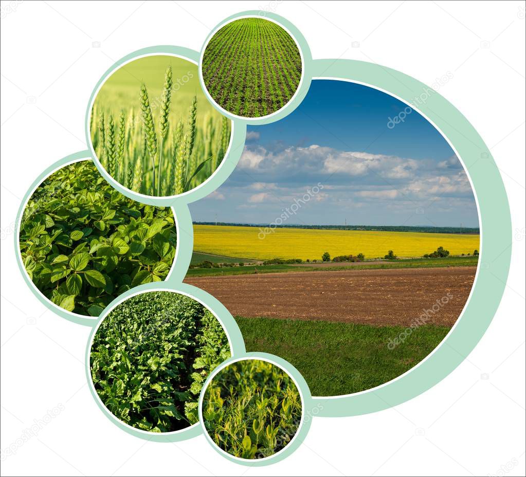 Individual  circle design for agrarian theme with photo