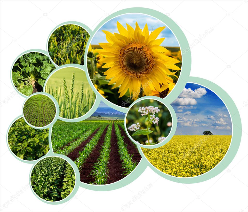 Individual circle design for agrarian theme with photo