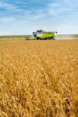 Hasat hasadı soya fasulyesi, soya fasulyesi, sonbaharda soya.