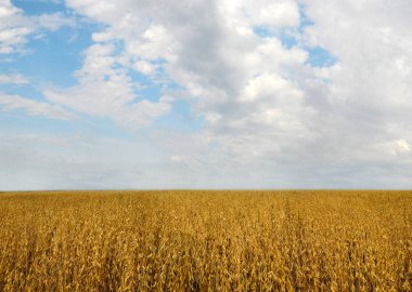 Tarlada kahverengi soya fasulyesi