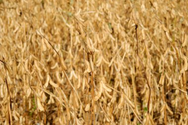 Sonbahar hasat zamanı soya fasulyesi tarlası