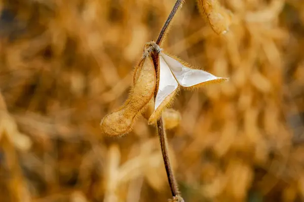Macro detalle de la soja de frijol y cosecha reciente —  Fotos de Stock