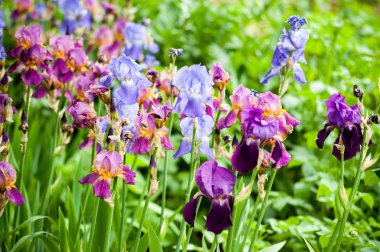Bahçedeki renkli zambak. Yaklaş.