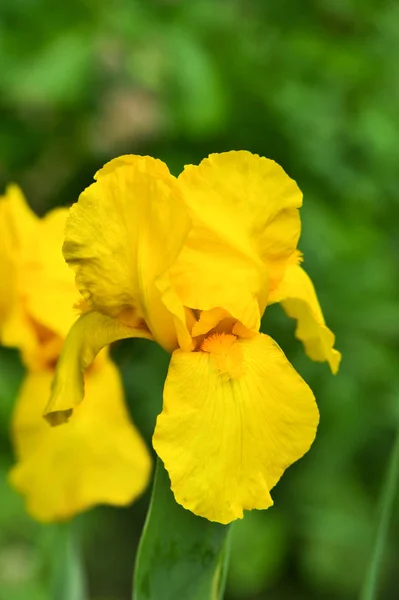 Sárga írisz tavasszal, szelektív összpontosítva egy homályos háttér. — Stock Fotó
