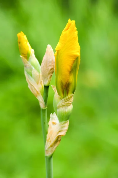 Sárga írisz tavasszal, szelektív összpontosítva egy homályos háttér. — Stock Fotó