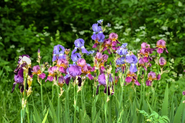Kleurrijke irissen in de tuin in het voorjaar — Stockfoto