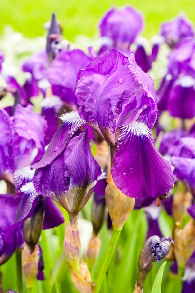 Lila iris i trädgården på våren solig dag. Trädgårdsblommor — Stockfoto