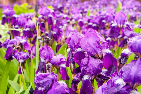 公園の紫色の虹彩、春の時間の花 — ストック写真