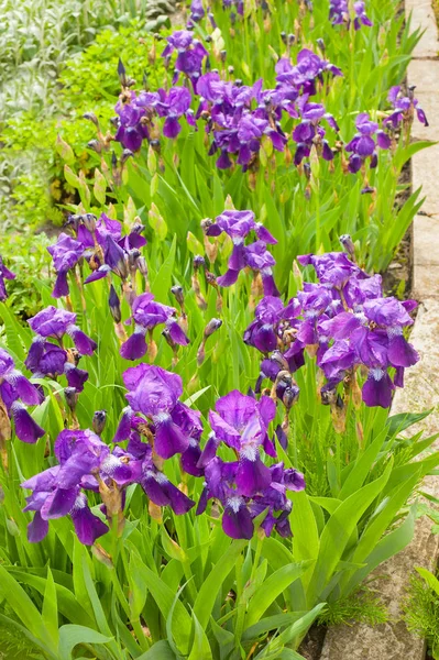 Iris púrpura en el jardín en el día soleado de primavera. Flores de jardinería —  Fotos de Stock